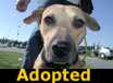 House - ADOPTED
