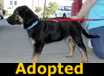 Bubba - ADOPTED