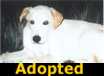 Teddy - ADOPTED