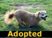Gimpy - ADOPTED