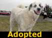 Sam - ADOPTED