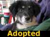 Rumor - ADOPTED