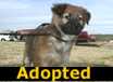Punkin - ADOPTED