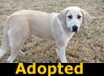 Petal - ADOPTED