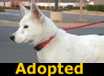 Woo Woo - ADOPTED