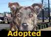 Cinnamon - ADOPTED