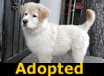 Wooly Bug _ ADOPTED
