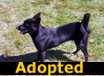 Molly - ADOPTED