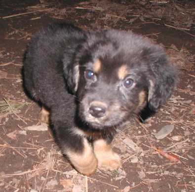 Otis