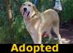 Buddy - ADOPTED