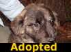 Maple - ADOPTED