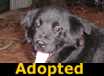 Oak - ADOPTED