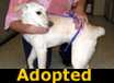 Danielle - ADOPTED