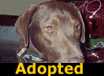 Maisy - ADOPTED