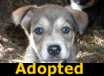 LRAS Puppies - ADOPTED