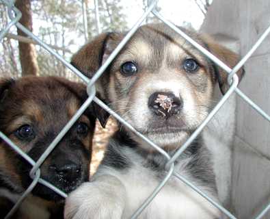 LRAS Puppies