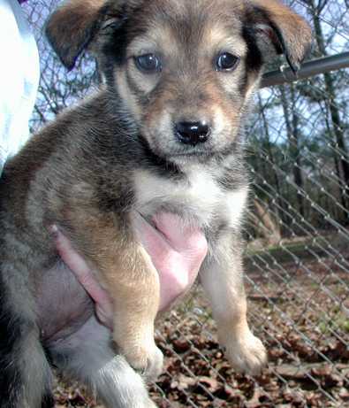 LRAS Puppies