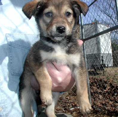 LRAS Puppies