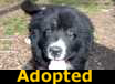 Tattoo - ADOPTED