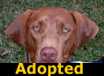 Duke - ADOPTED