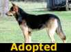 Sergeant - ADOPTED