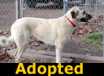 Leydi - ADOPTED