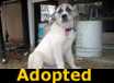 Tickles - ADOPTED