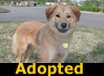 Tina - ADOPTED
