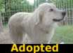 Sadie - ADOPTED