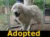 Gertrude - ADOPTED