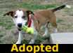 Ziggy - ADOPTED