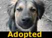Tinkerbell - ADOPTED