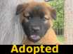 Skip - ADOPTED