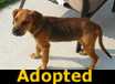 Pac Man - ADOPTED
