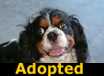 Charlie - ADOPTED