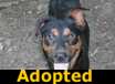 Mojo - ADOPTED
