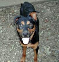 MoJo