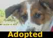 Penny - ADOPTED