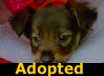 Jaggers - ADOPTED