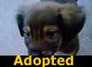Estella - ADOPTED
