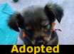 Jaggers - ADOPTED