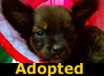 Bentley - ADOPTED