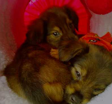 LRAS Pups