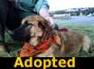 Herman - ADOPTED