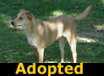 Johnny - ADOPTED