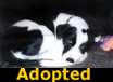 Cookie - ADOPTED