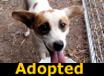 Noel - ADOPTED