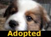 Jaggers - ADOPTED