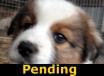 Nicholas - PENDING