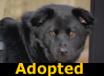 Miso - ADOPTED